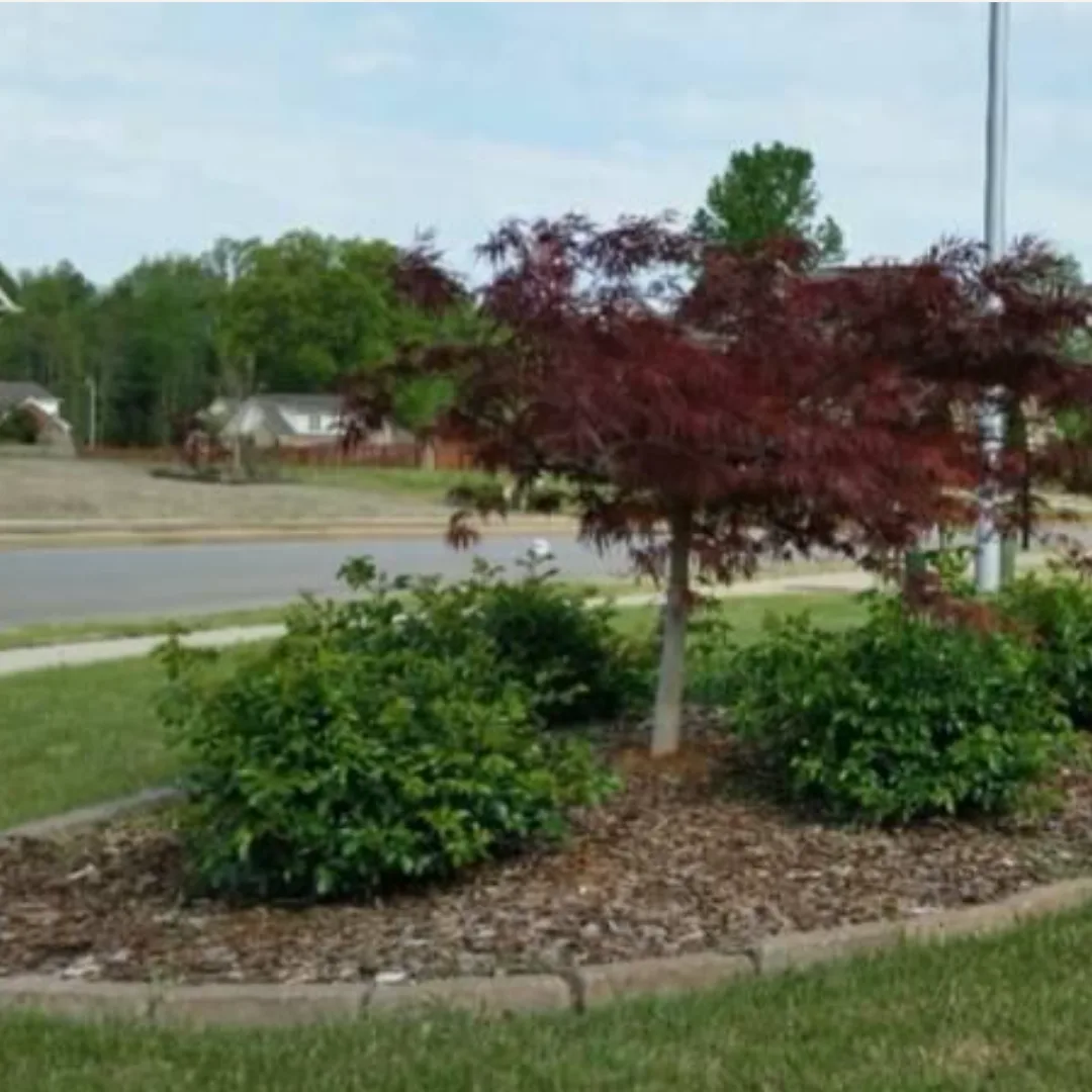 Compare Landscaping vs. Mowing: Finding the Perfect Service for Your Yard