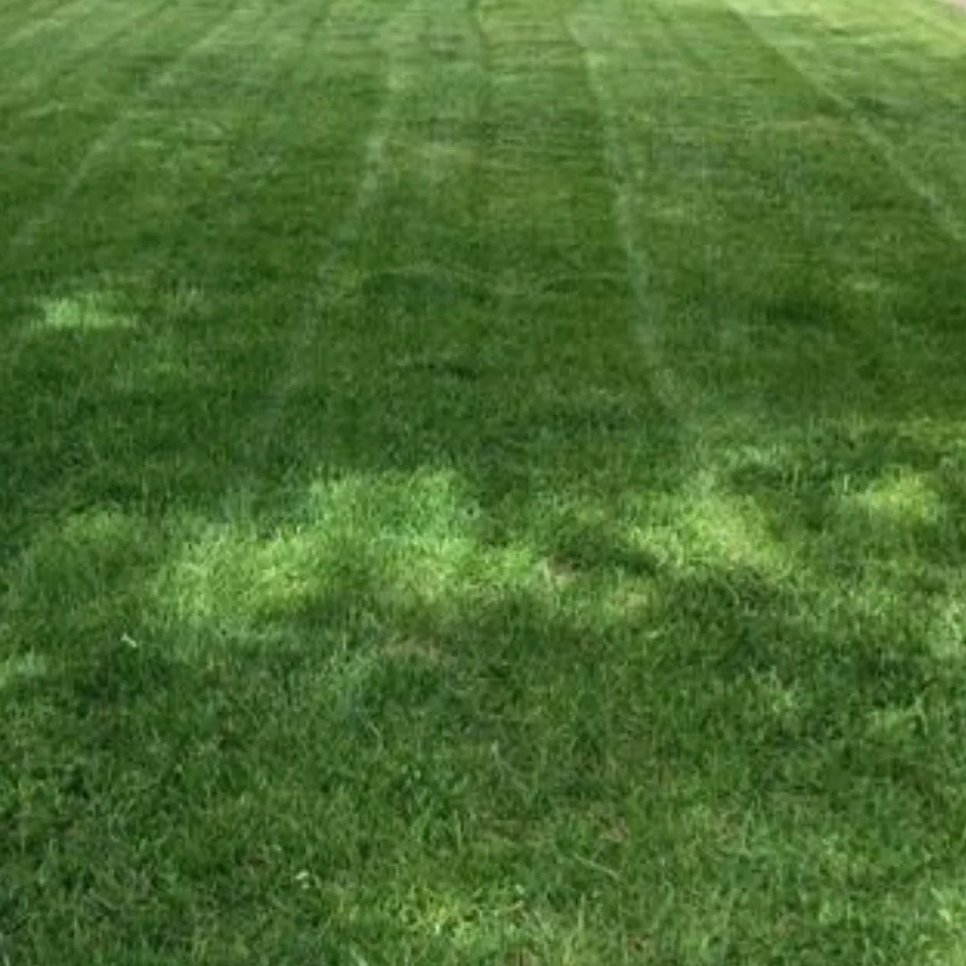 5 Tips to Keep Your Lawn Green and Healthy Through Dry Summers